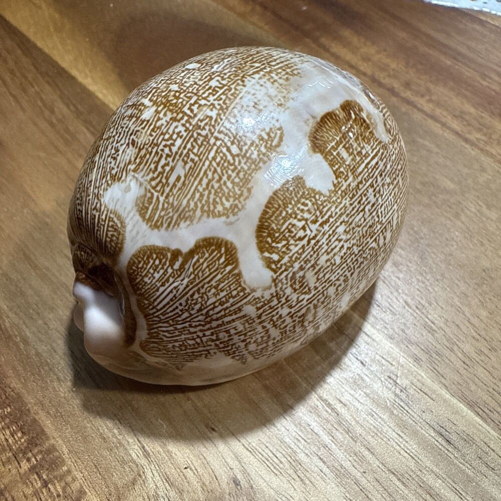 Cypraea Mappa Rosea Natural Sea Shell Cowrie Map Shell